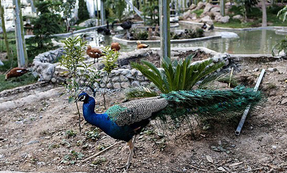 Tehran’s Bird Garden