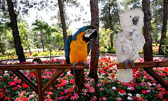 Tehran’s Bird Garden